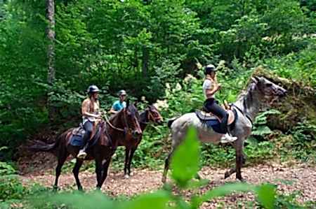 Fethiye At Safari